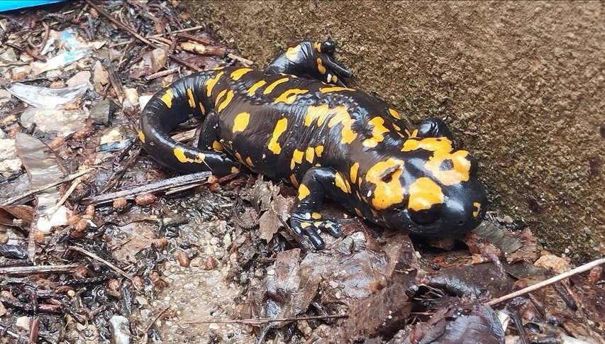 nesilleri tehdit altinda bitliste sari benekli semenderler goruldu CQRiwQve.jpg