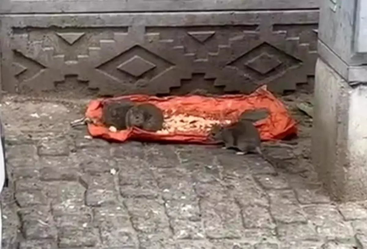 tekirdagda sokakta fareler yiyecek bulundu vatandaslar tedirgin G2l3wxPA.jpg