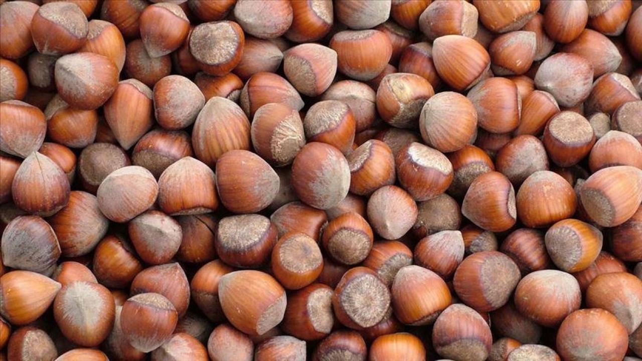 trabzonun 10 aylik findik ihracati 500 milyon dolari asti XtMMv8eU.jpg