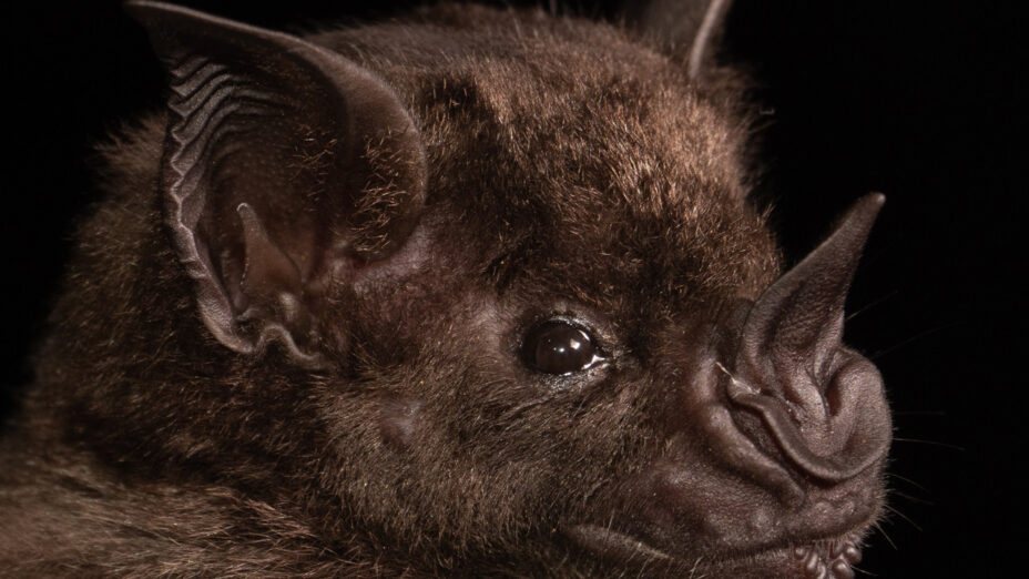 yeni koronavirus salgini alarmi basrolde yine yarasalar var VfE36uJF.jpg