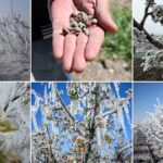 zirai-don-alarmi-ureticilere-kritik-uyari-ve-onlem-cagrisi-OV3G226H